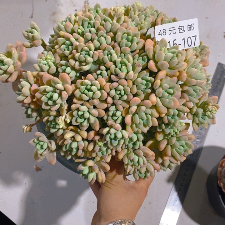夏悦多肉0416-107奶酪蛋糕