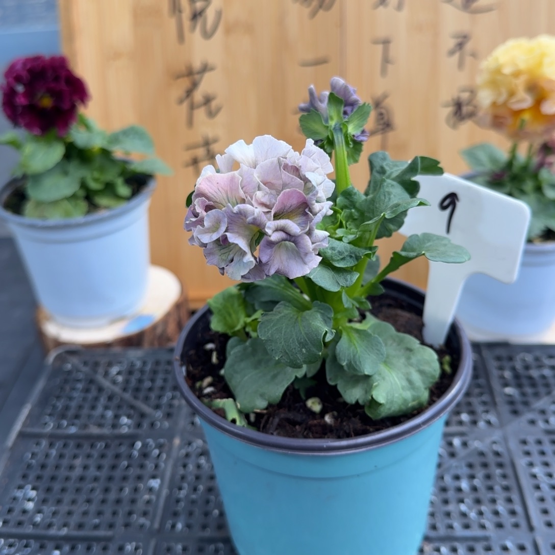 完全开放9号潜力股白粉洛可可