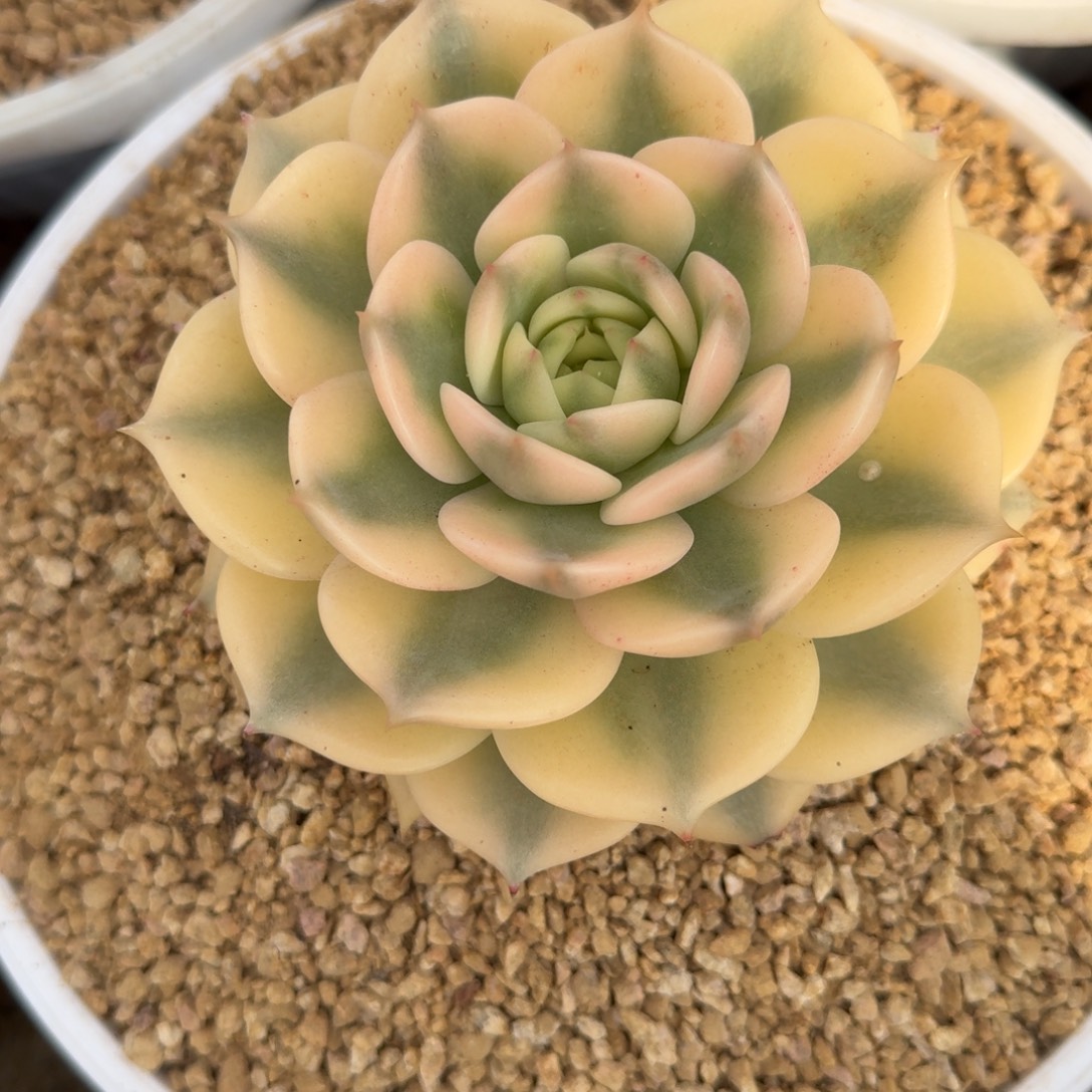 寄养贝加尔湖多肉植物