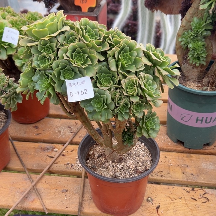 162 绿羊绒缀 高度28 公分