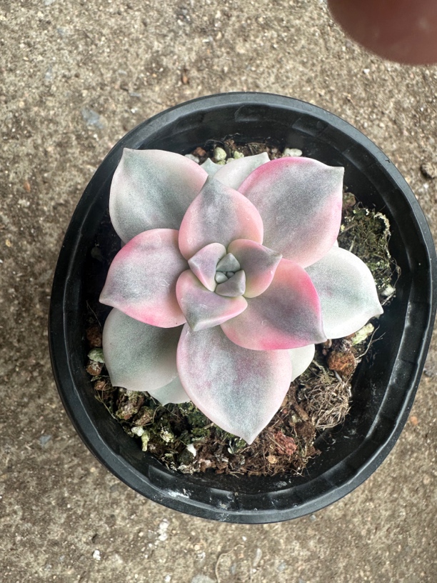 多肉植物  紫乐锦满12.9包邮