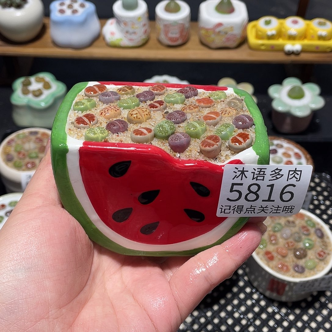 带盆土植物 一物一拍5816
