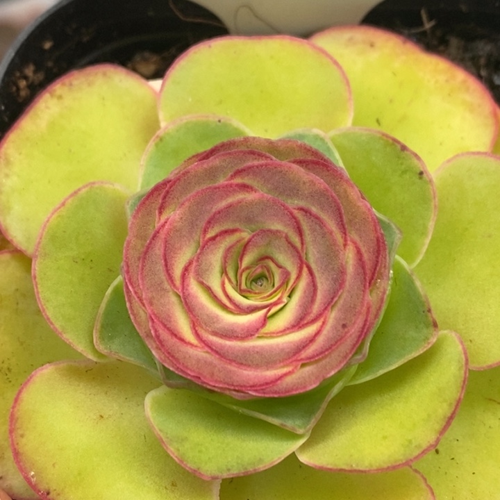 楹楹-371-冠幅 5Cm
