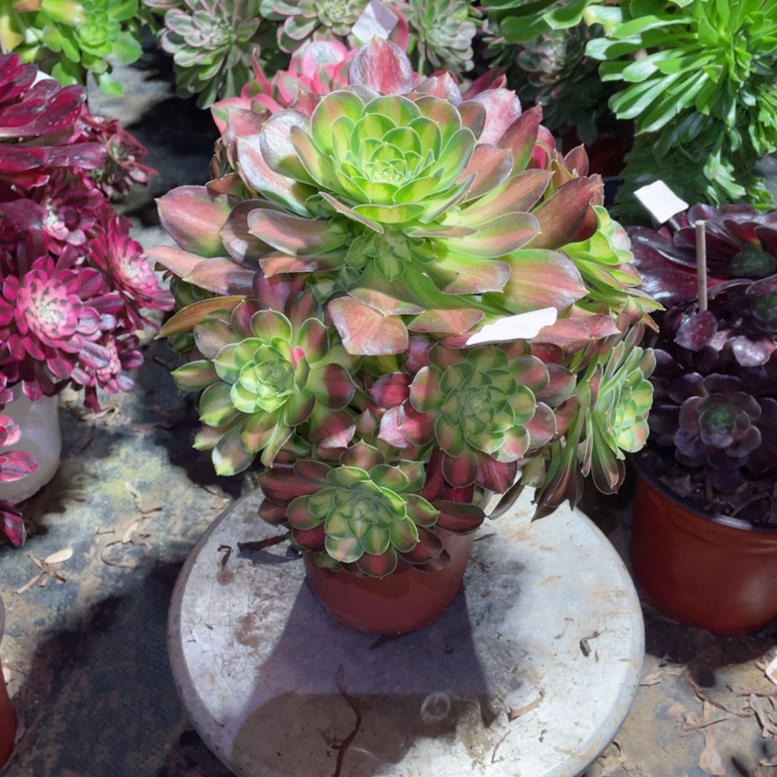 多肉植物韶华060