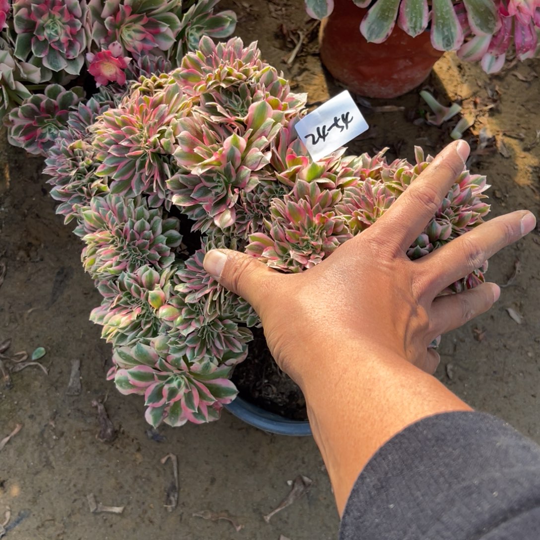 亦***夏11-24-54女巫缀法师锦