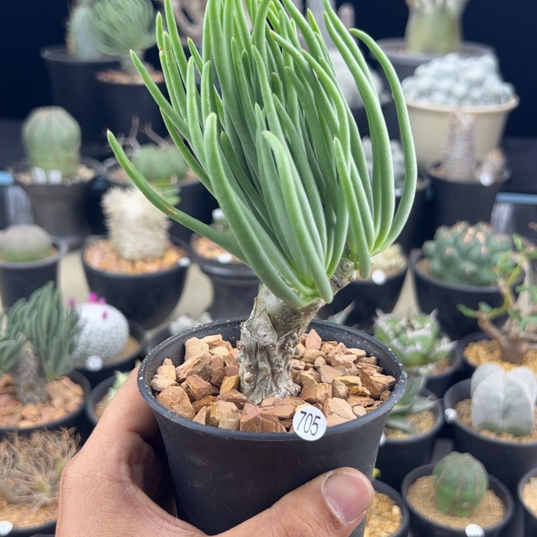 钟馗奇峰锦一物一拍705