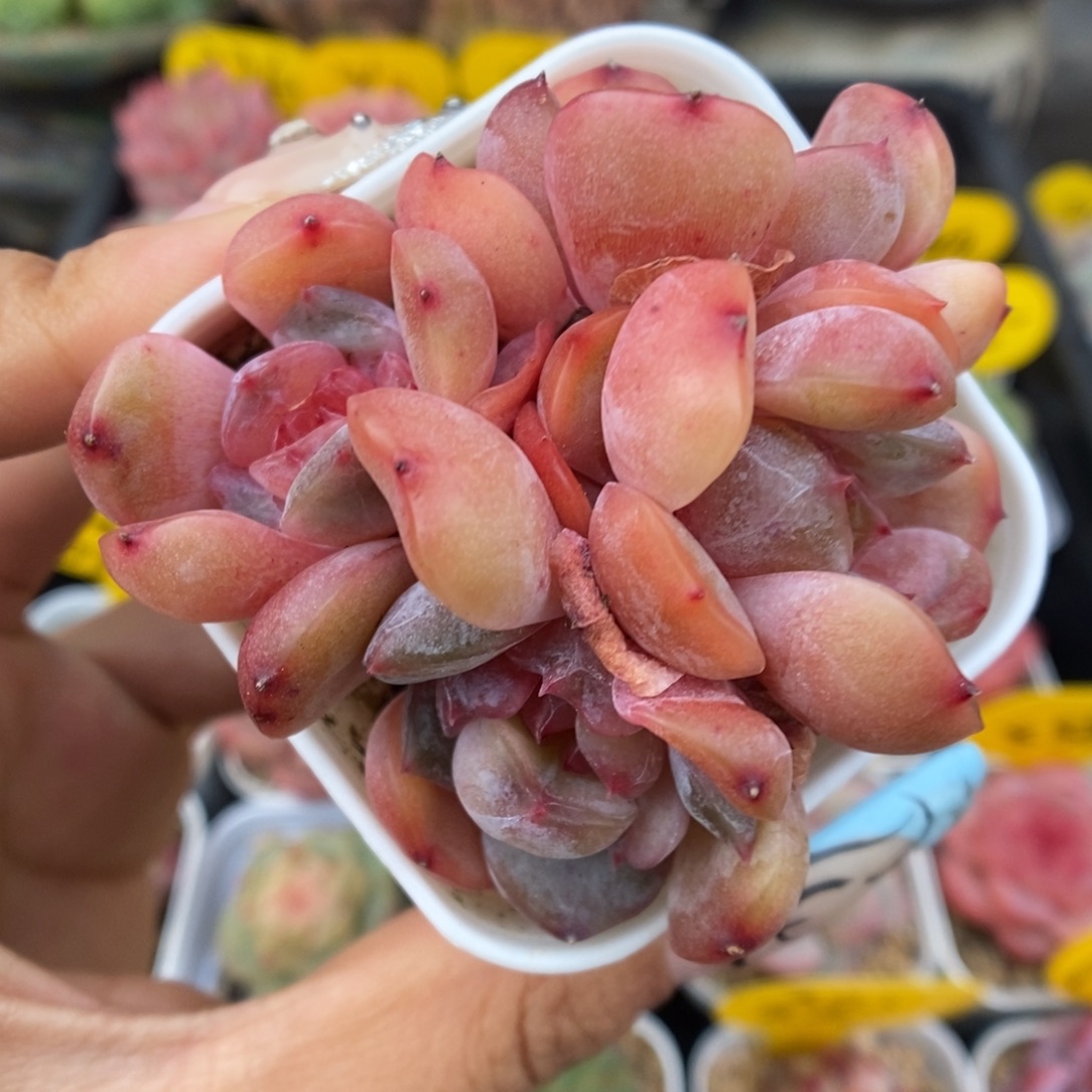 红色恋人群生329号。  