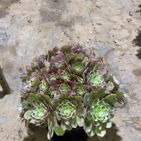 莲花座多肉植物014