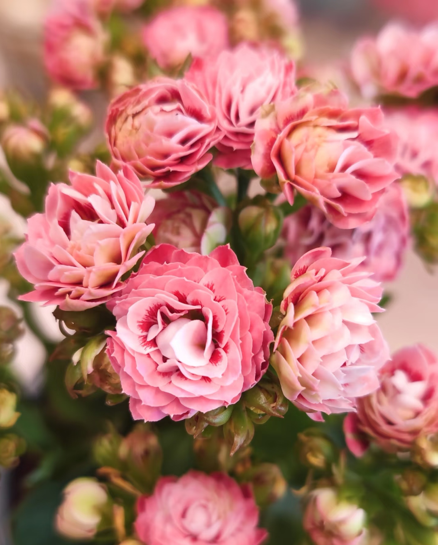 【粉猫】130精品稀有一代长寿花盆栽