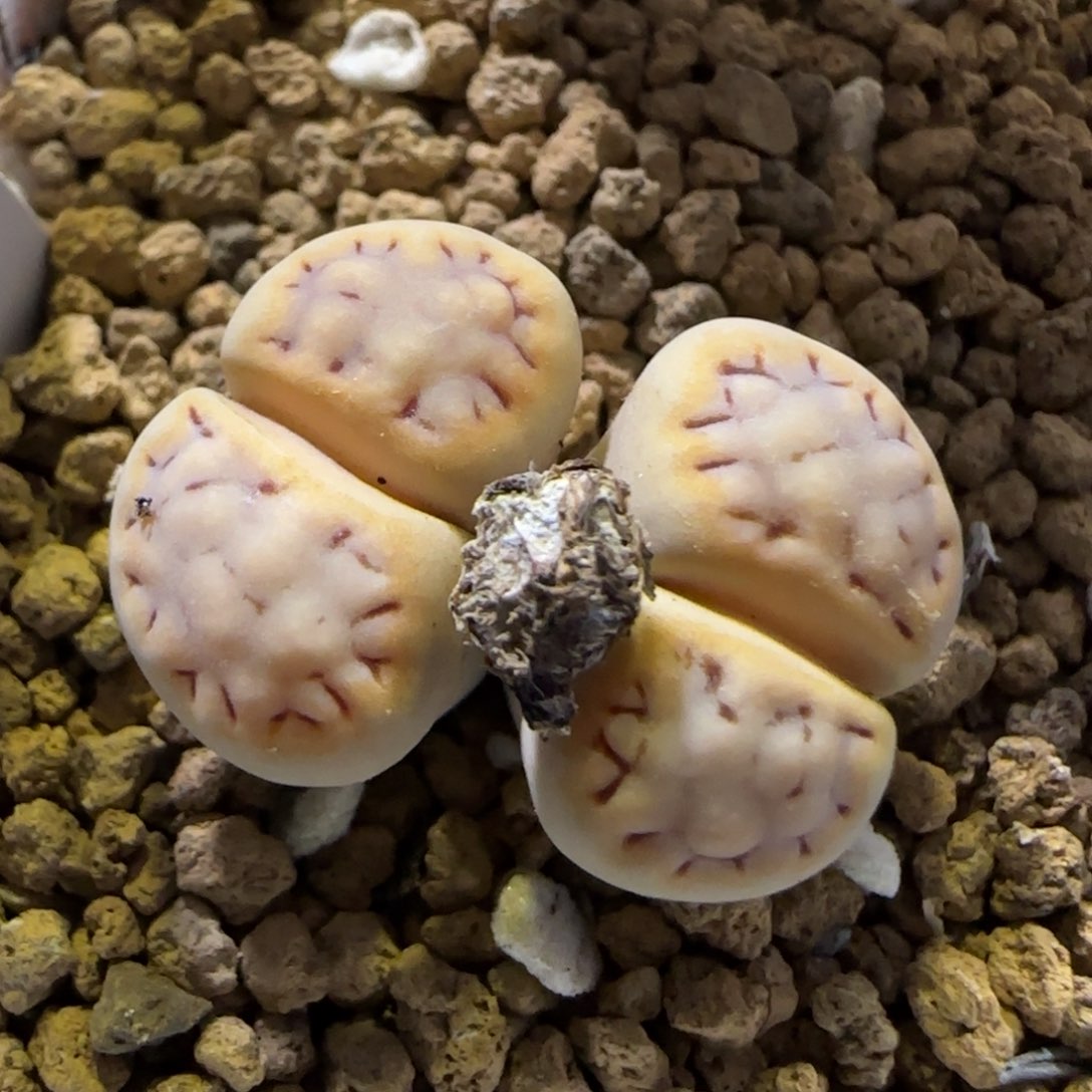 6.13。.6饼干。9095