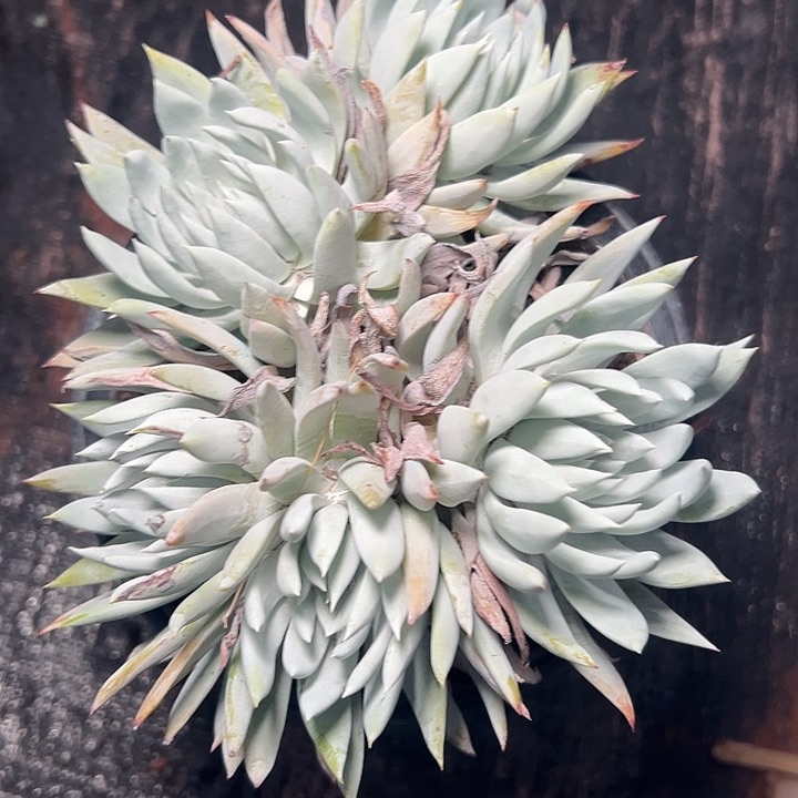 白衣圣徒～仙女杯10736