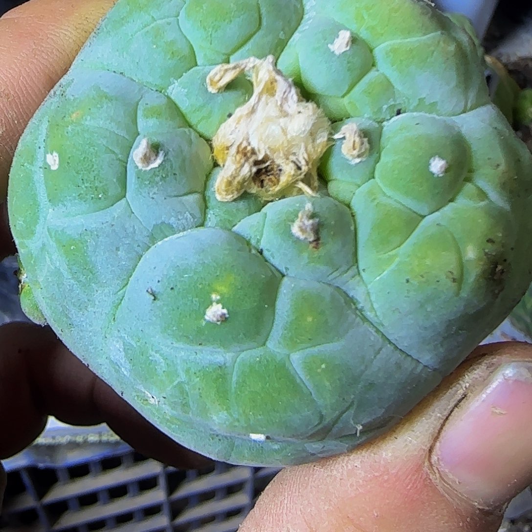 仙460仙人球开花了