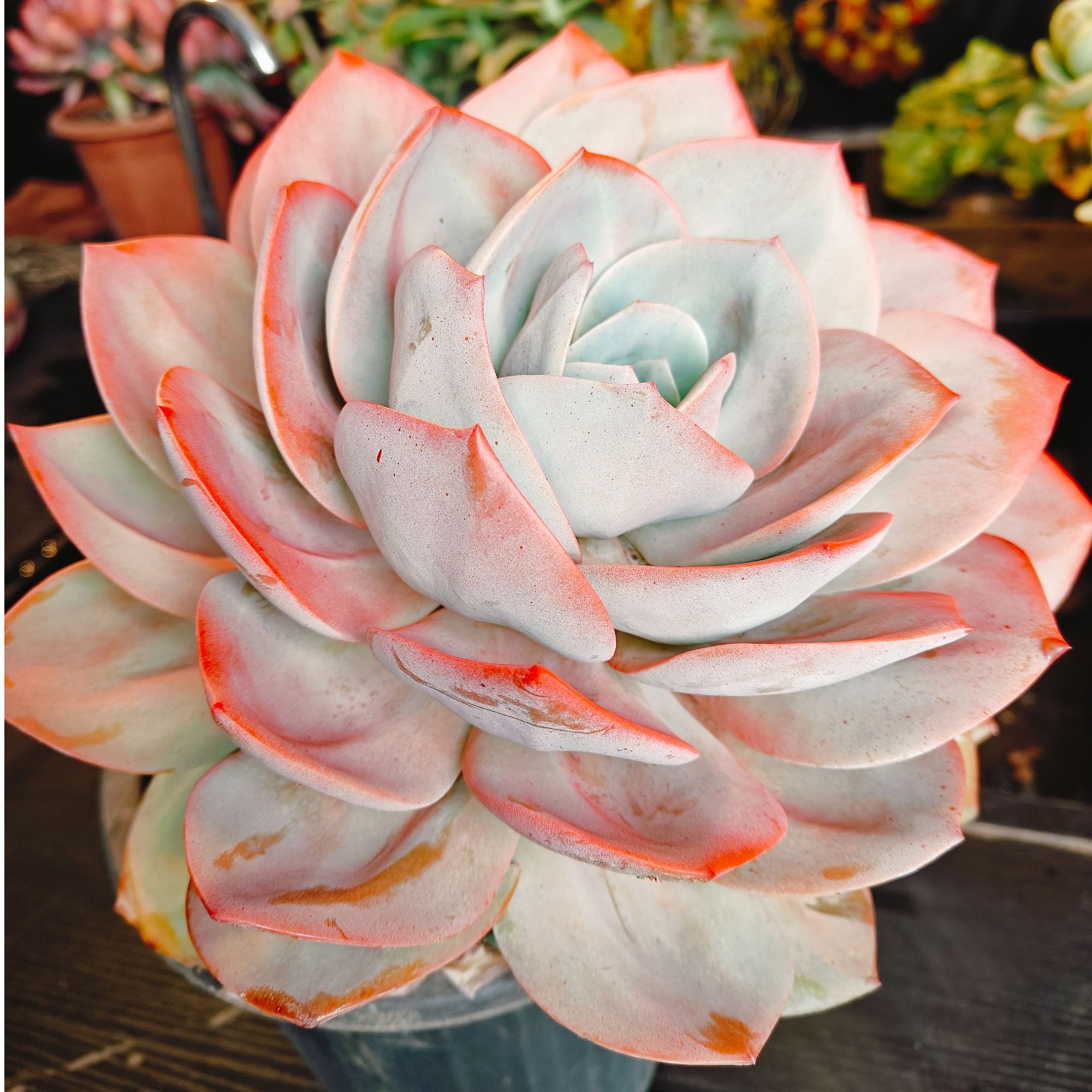 精品多肉  血凤  