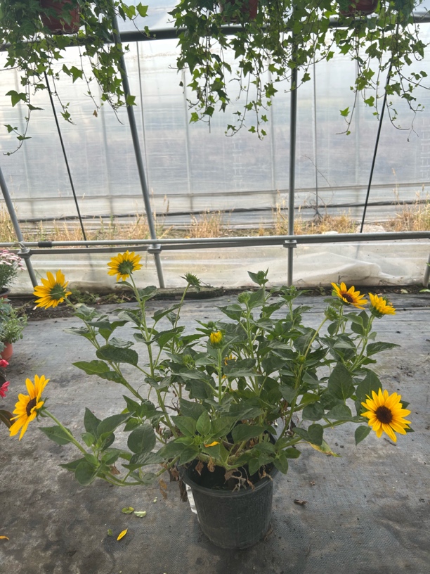 光辉岁月向日葵盆栽带花苞适合室内阳台种植耐热好养