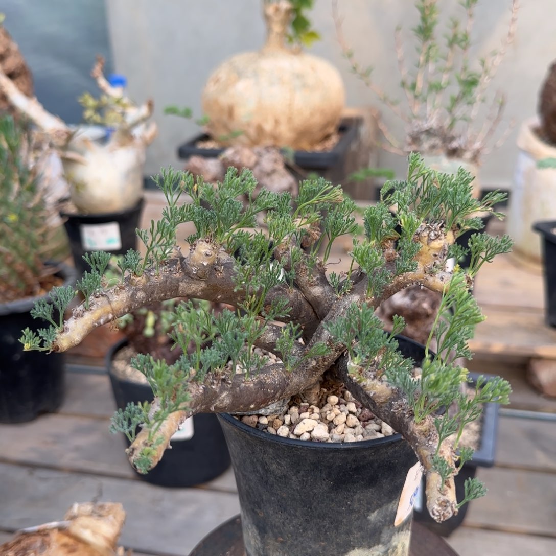 357黑皮月界块根植物