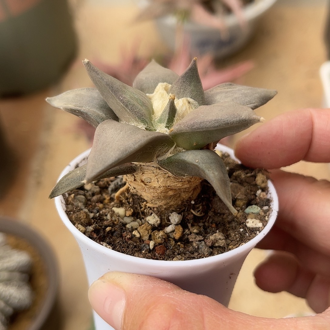 实生青瓷岩牡丹一物一拍