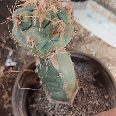 979处理仙人球的方法