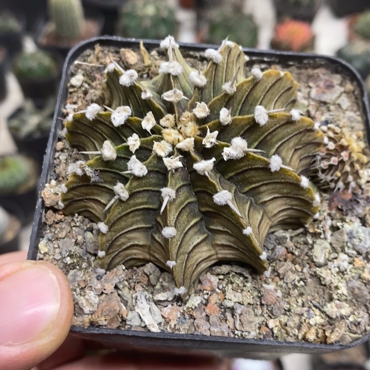 实生肋骨特价福利特价