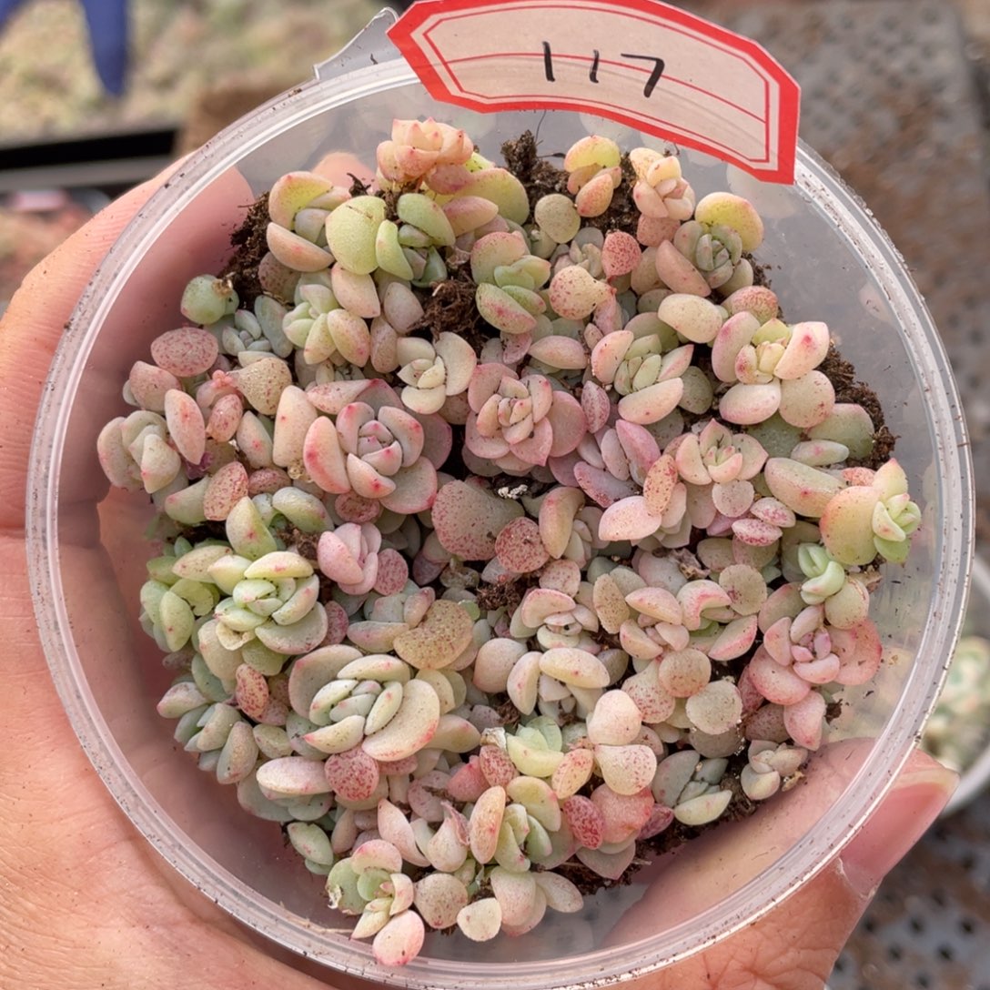 117吉禄播种切糕苗