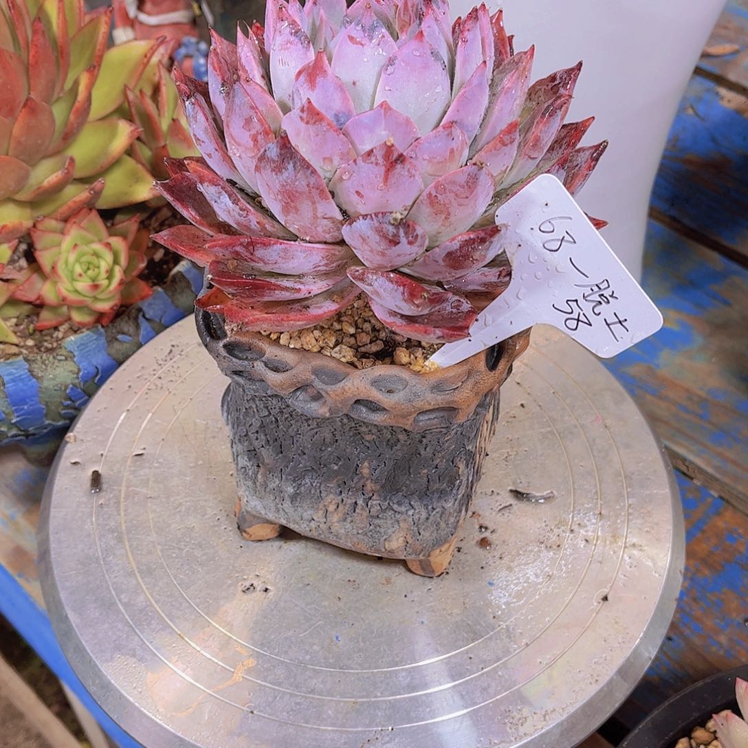 多肉植物保护老桩