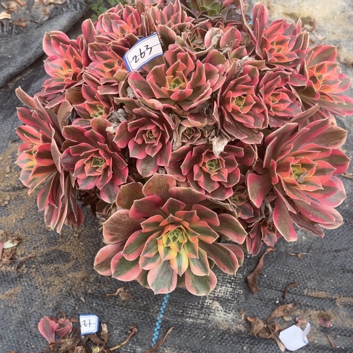 263女妖多肉植物法师