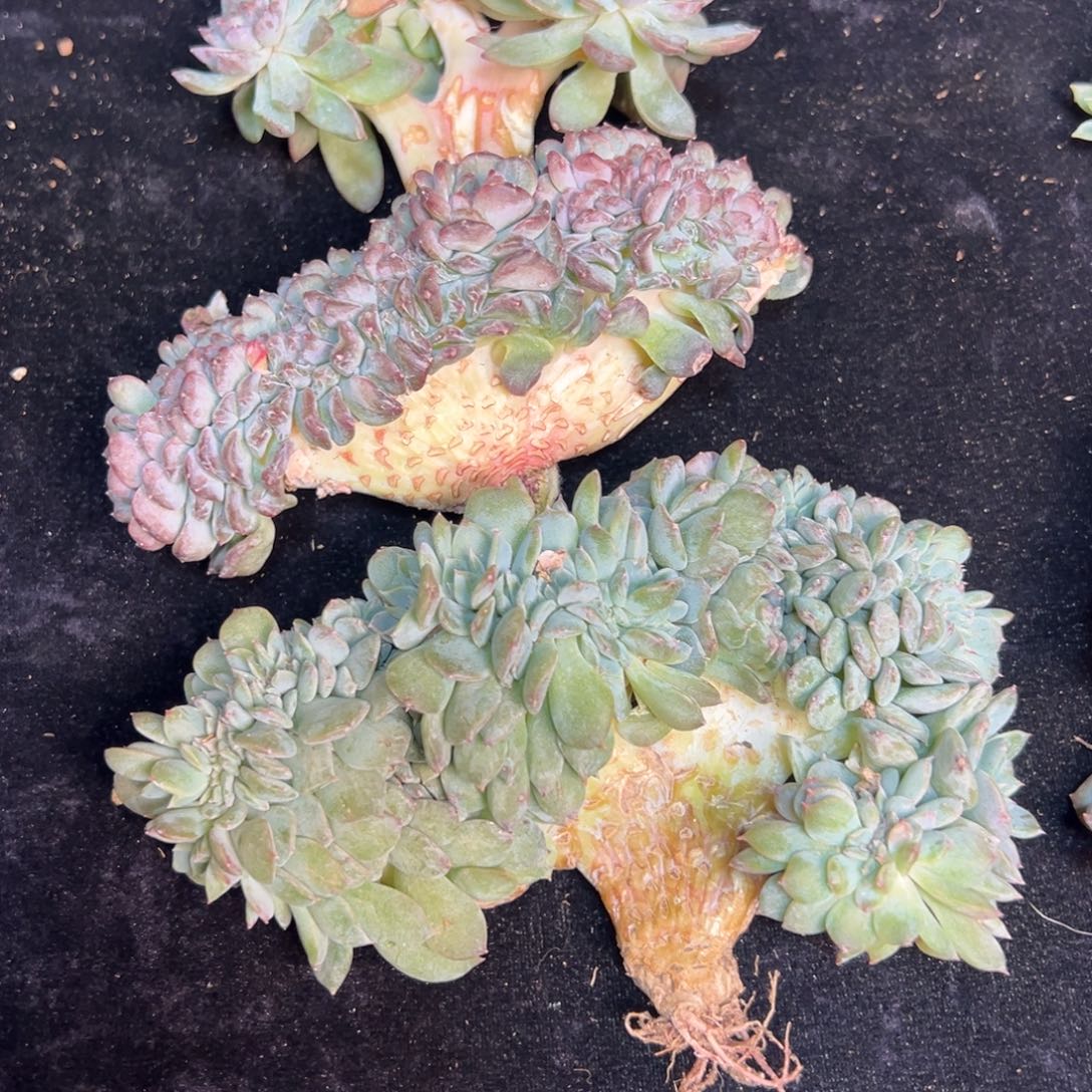 树莓，555，白桃汽水 新年快乐 新年快乐