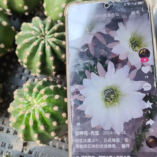 仙人球丽花冰美人侧芽