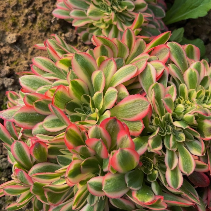 021多肉植物盆栽