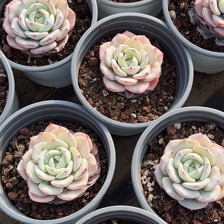          三盆         勃朗峰