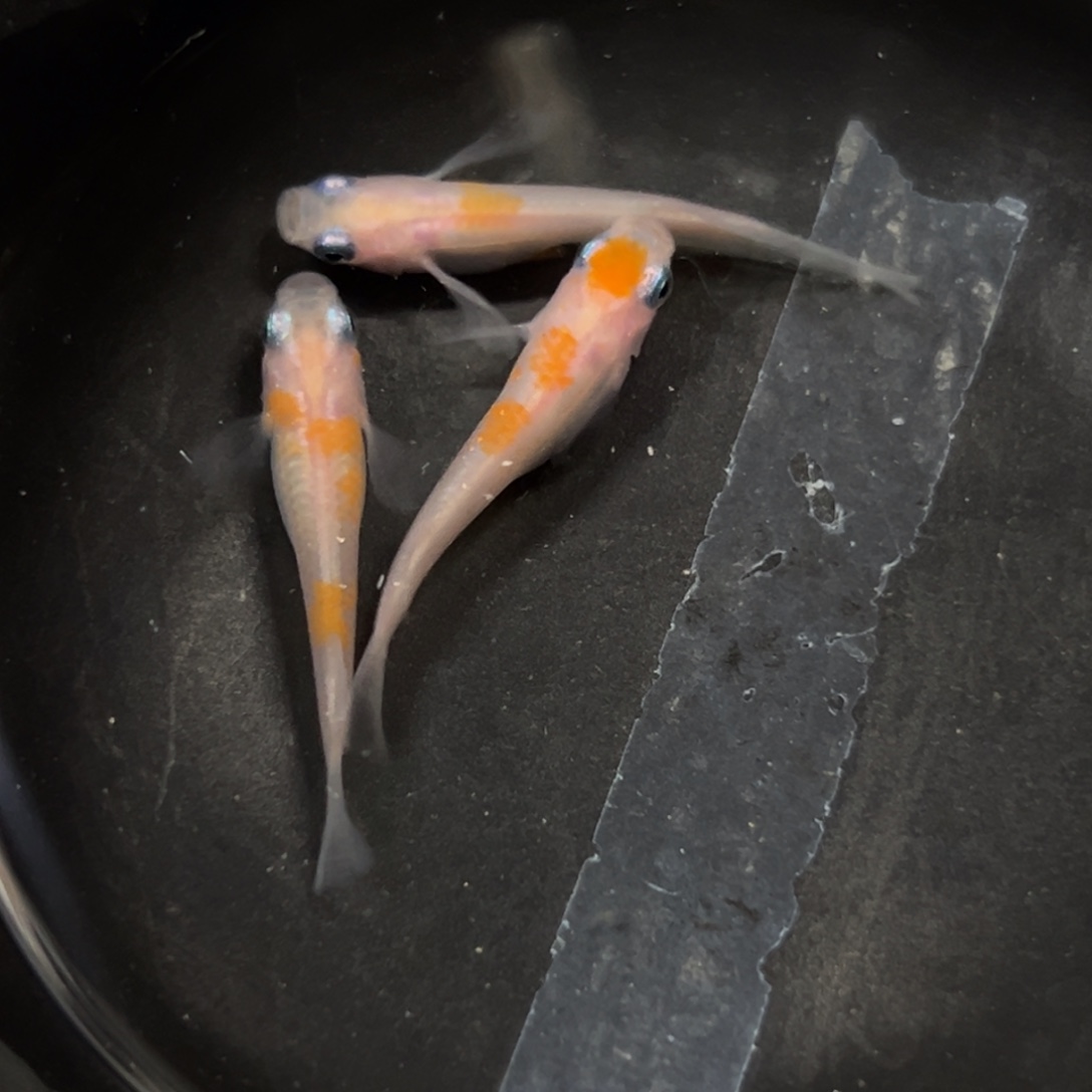 海水鱼嘟嘟和小惊喜小欢喜