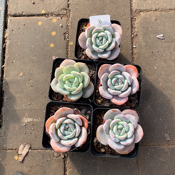 3凤橙4-6厘米5颗脱土发货