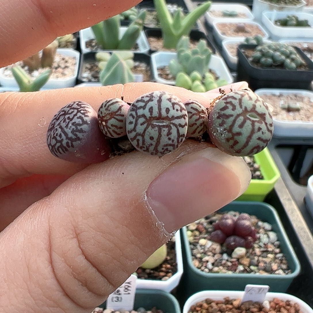 1****1rr714 墨小锥 多肉肉锥