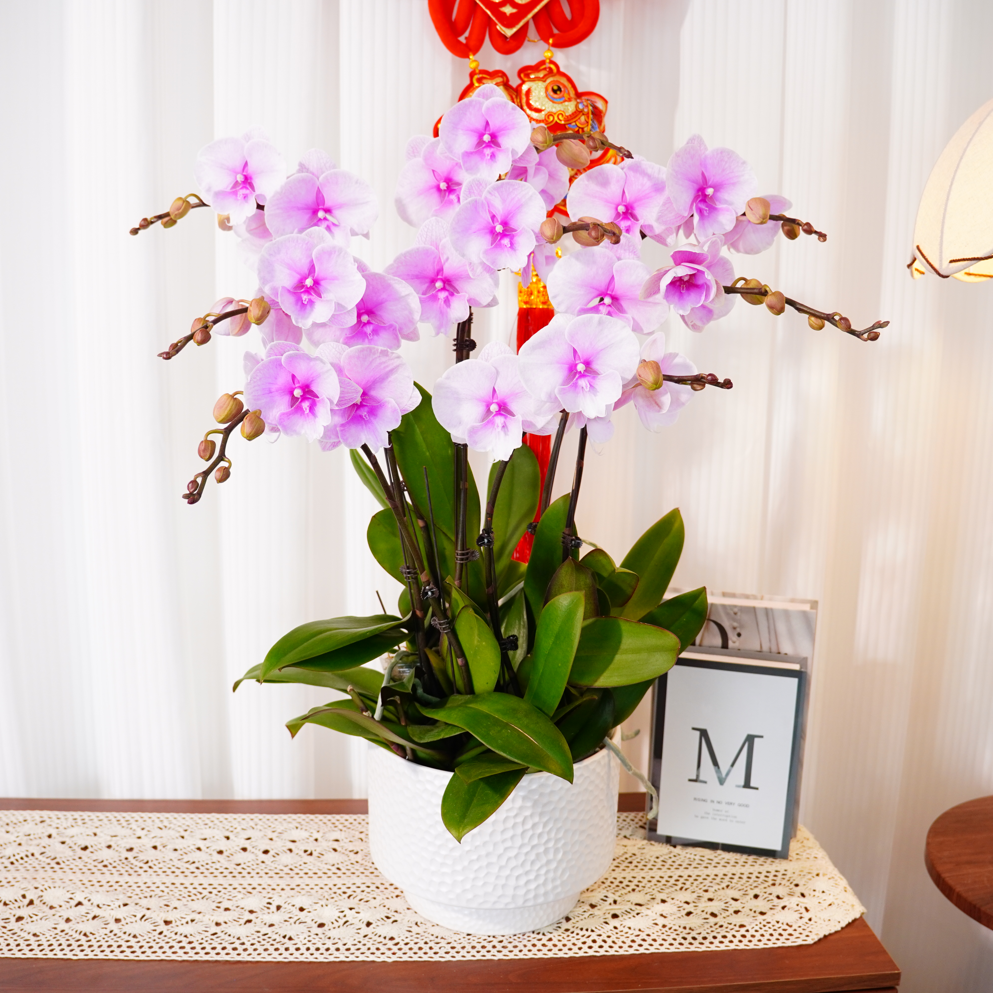 【迷雾】大组盆蝴蝶兰鲜花精致组盆 开花株 室内绿植基地直好养活