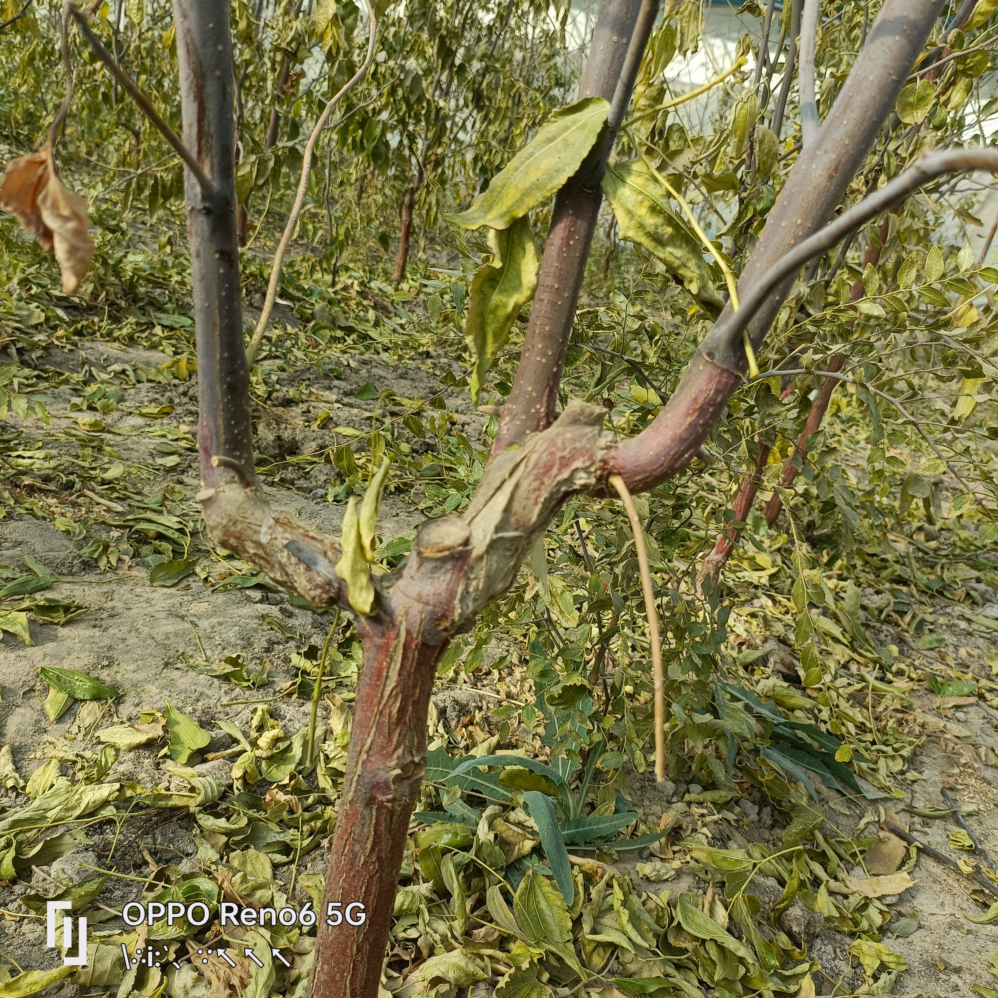 冬蟠粹枣盆栽地栽南北方都可种植拍一发二酸枣树