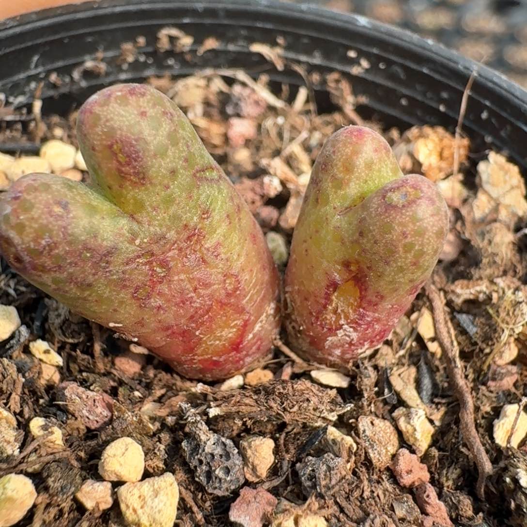 50双头斑马带盆土0000000000