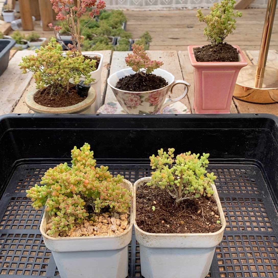 枝干番杏多肉植物962