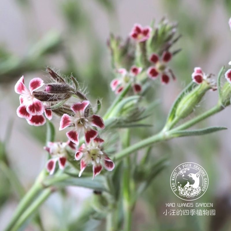 斑点蝇子草 多年生耐热耐寒草本植物 春秋开花庭院花园盆栽花卉苗