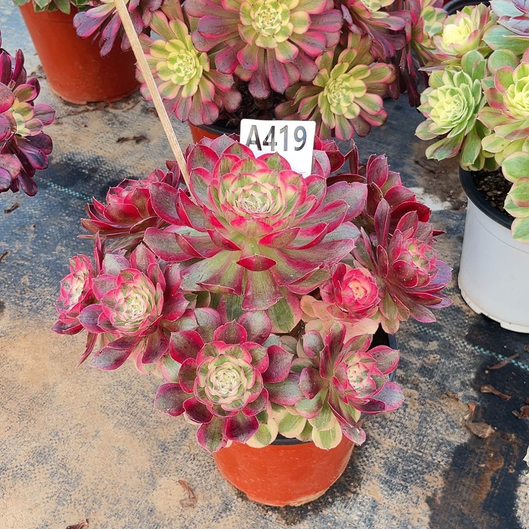 多肉植物云荷419多肉