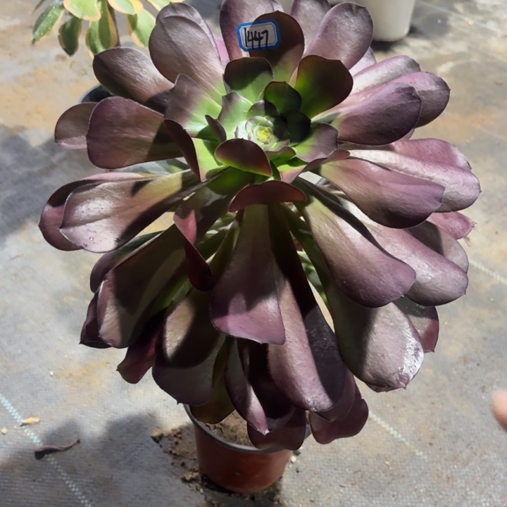 巫毒1447法师多肉