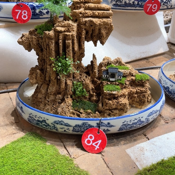 当前无花朵，栽培后可花朵中*