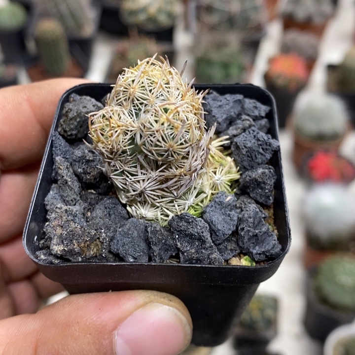 紫王子群特价福利2