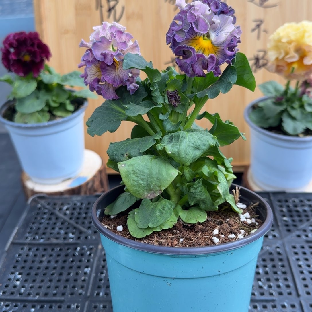 完全开放12号紫蓝色洛可可