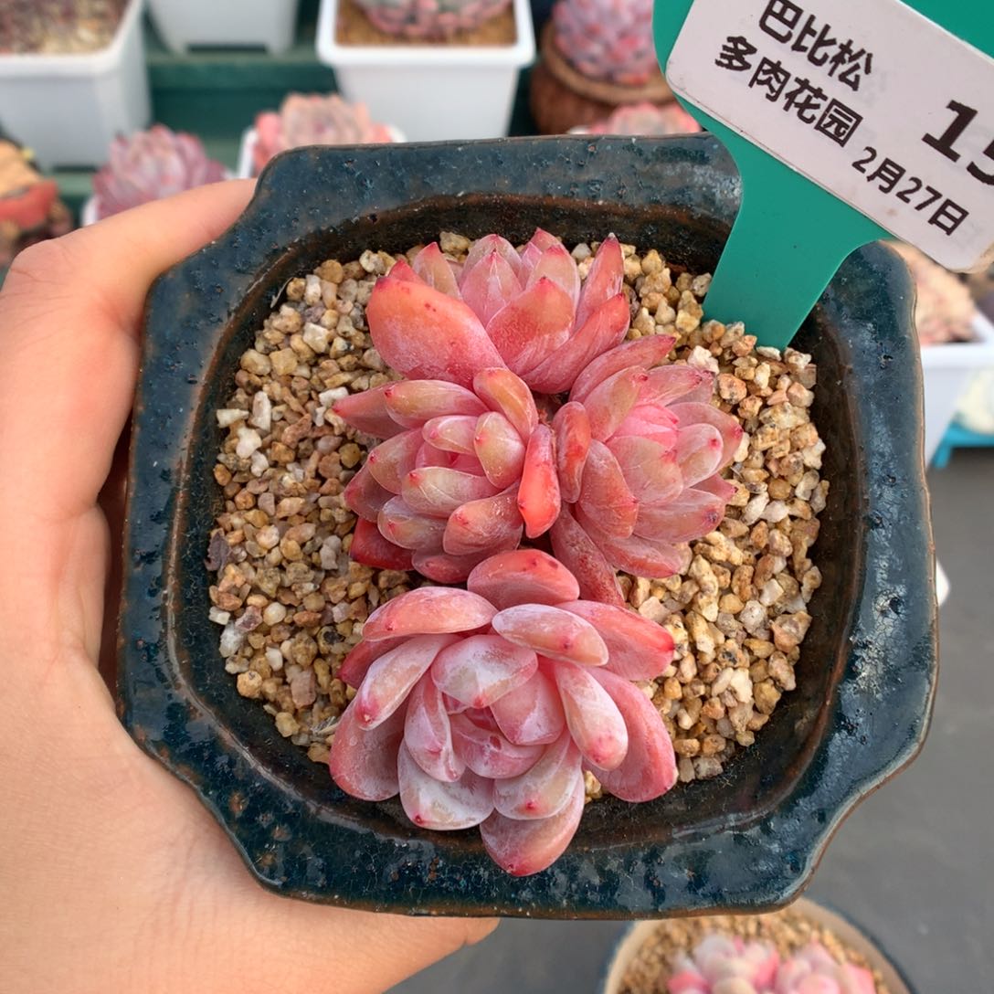 15四头梦露多肉植物