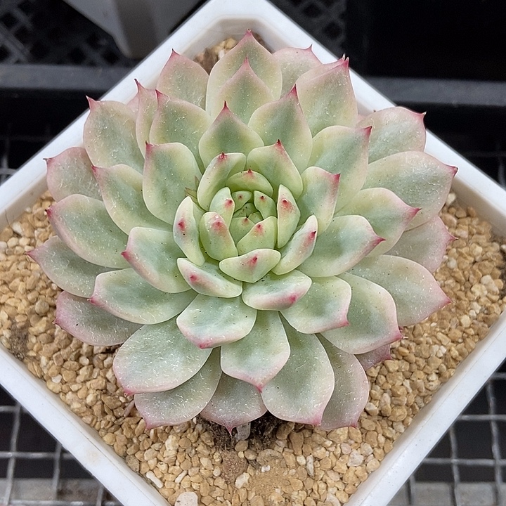 TP覆轮锦多肉植物