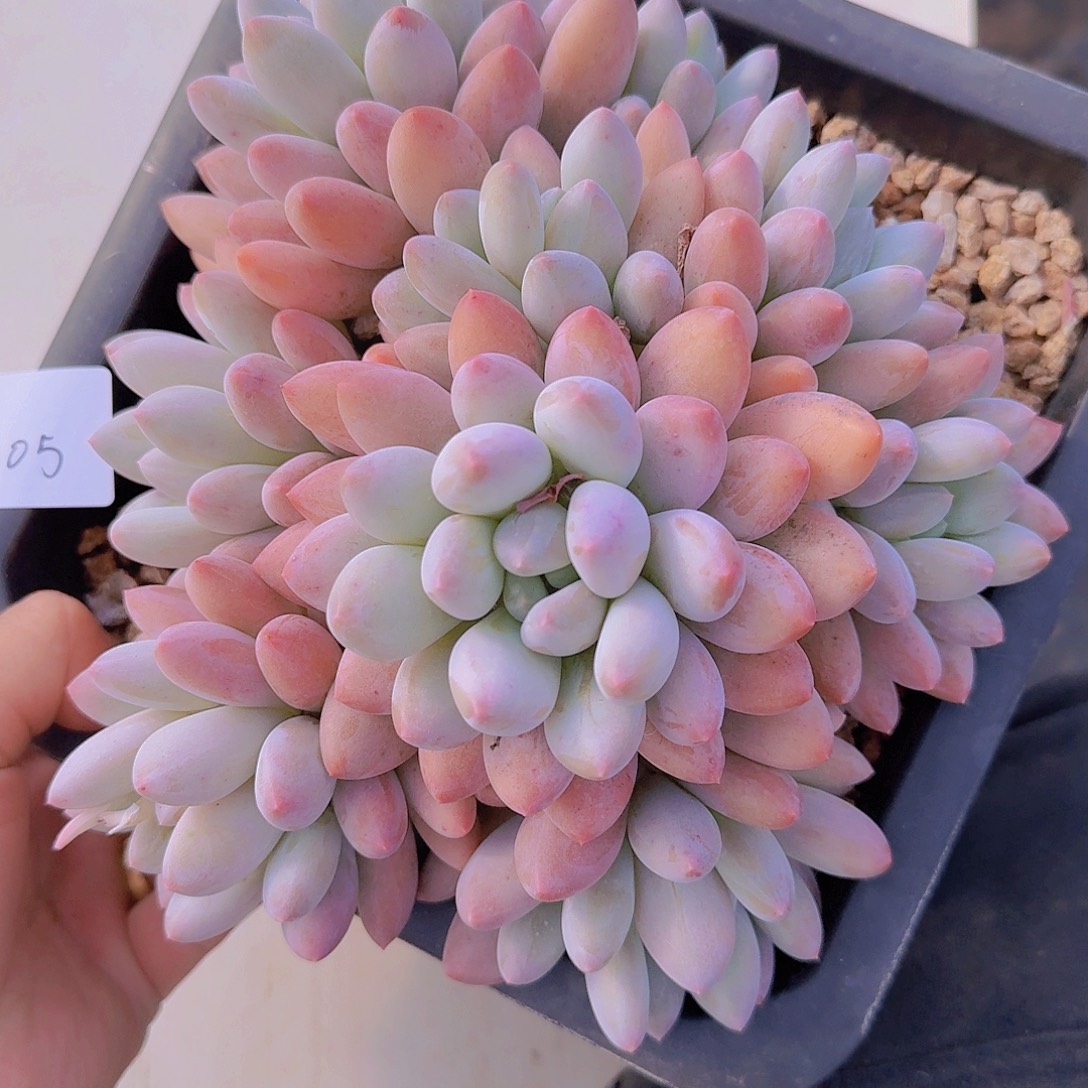 2005香所多肉植物