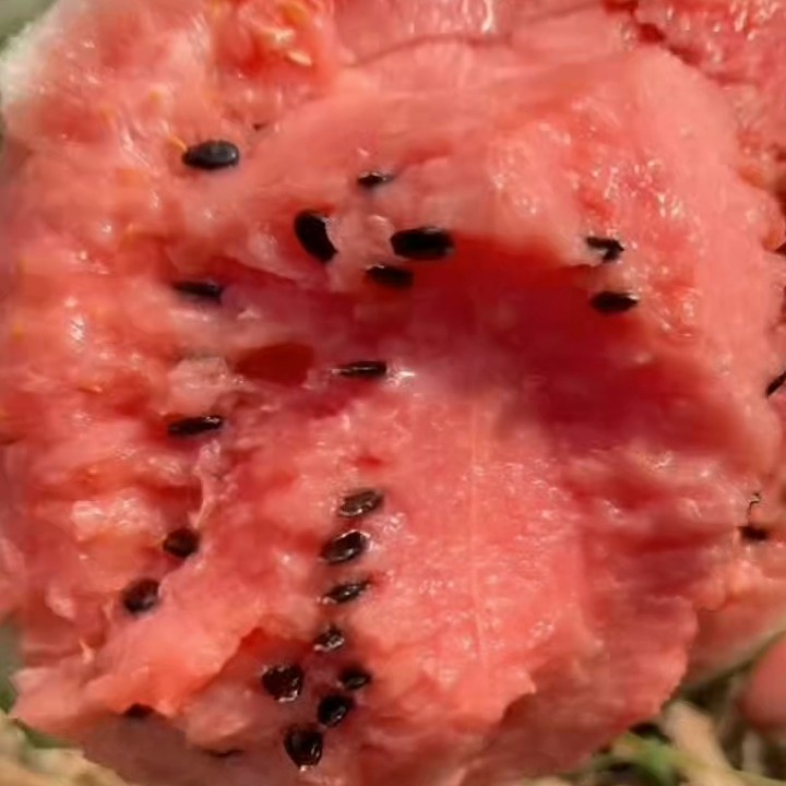 云南美都西瓜有籽无籽可选，瓜地直发