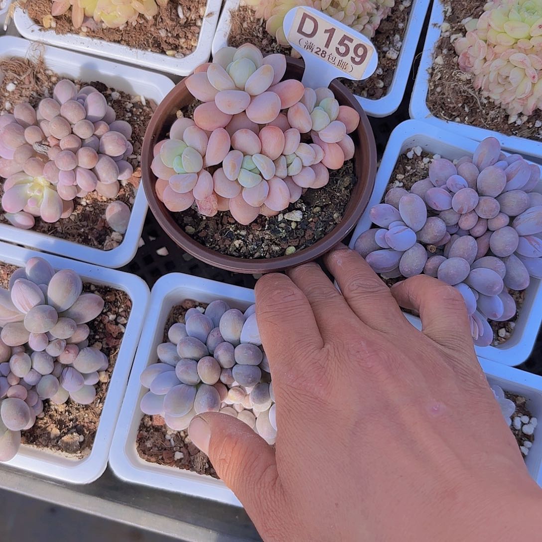 用****4D159香水洛神一物一拍