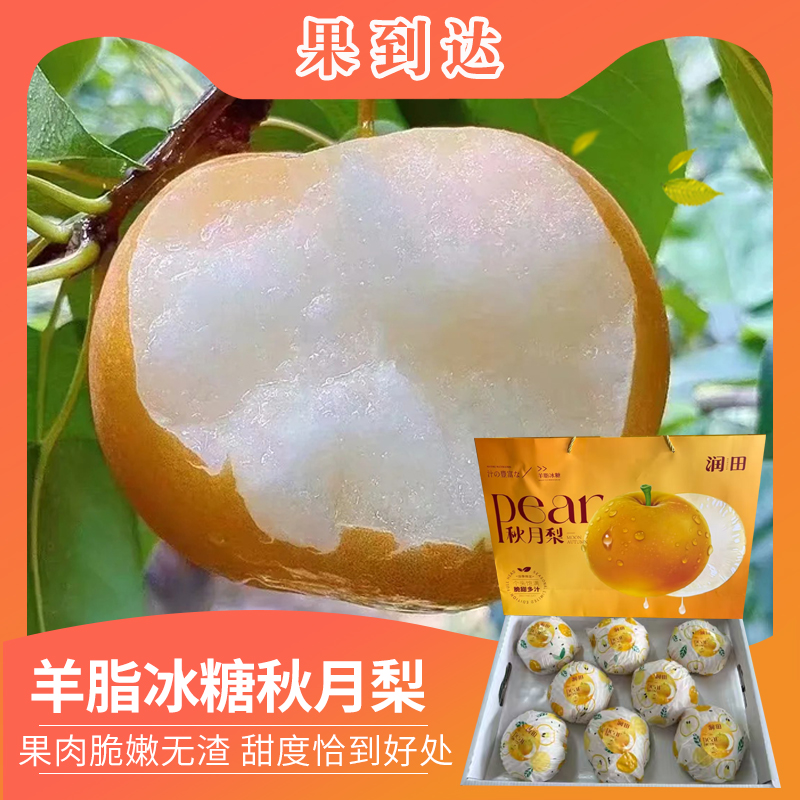 【坏果包赔】润田山东羊脂冰糖秋月梨8颗 净重7 斤