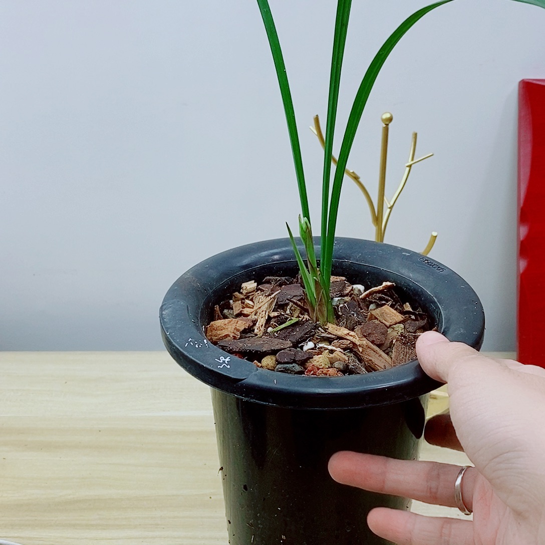 当前无花栽培后可以开花仙