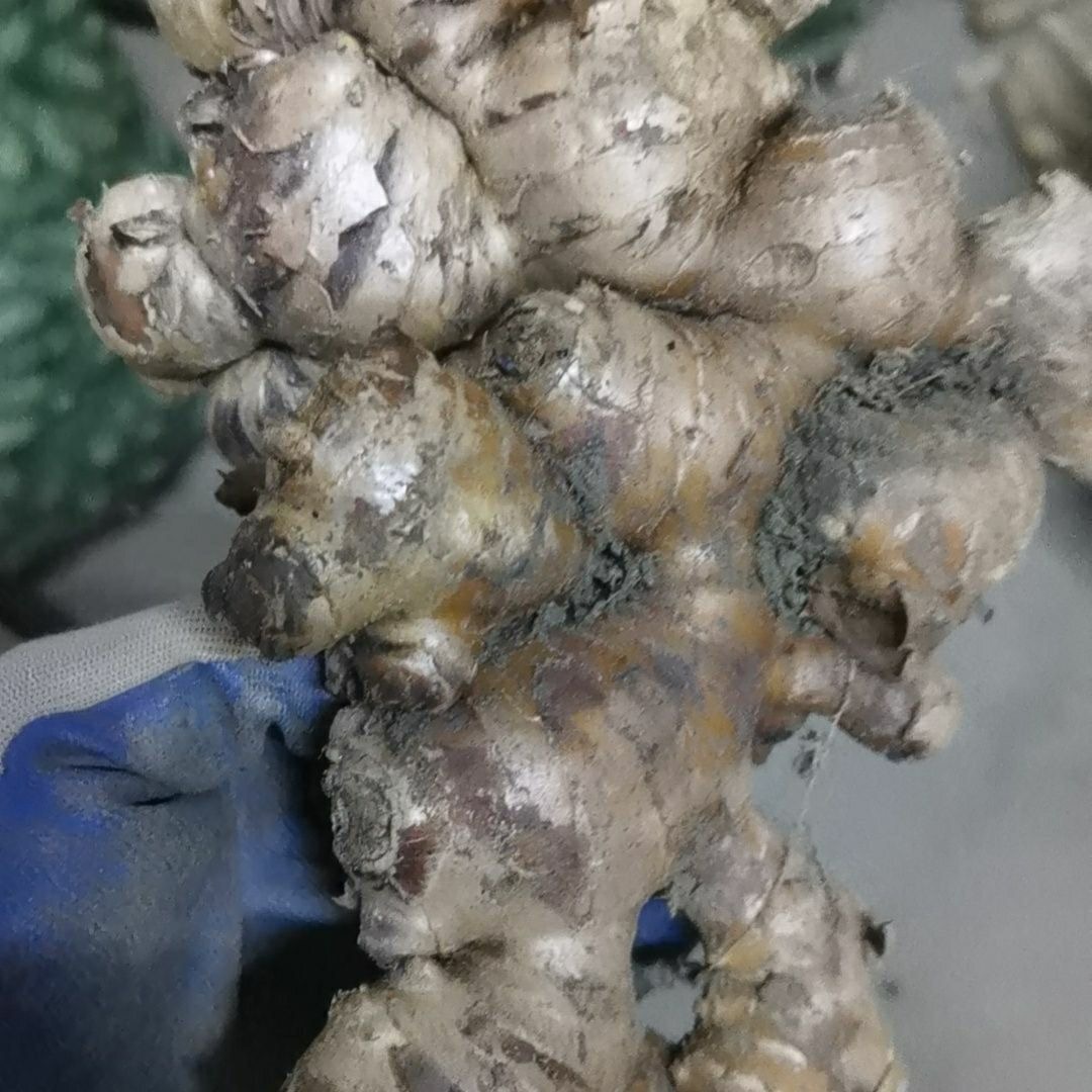 广西农家 肉姜 真正的农家土姜